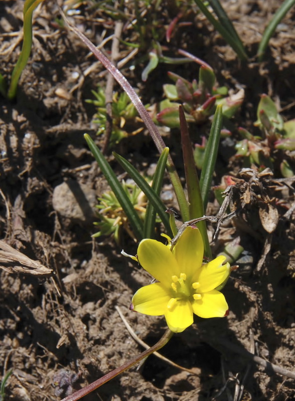 Gagea foliosa nevadensis.04