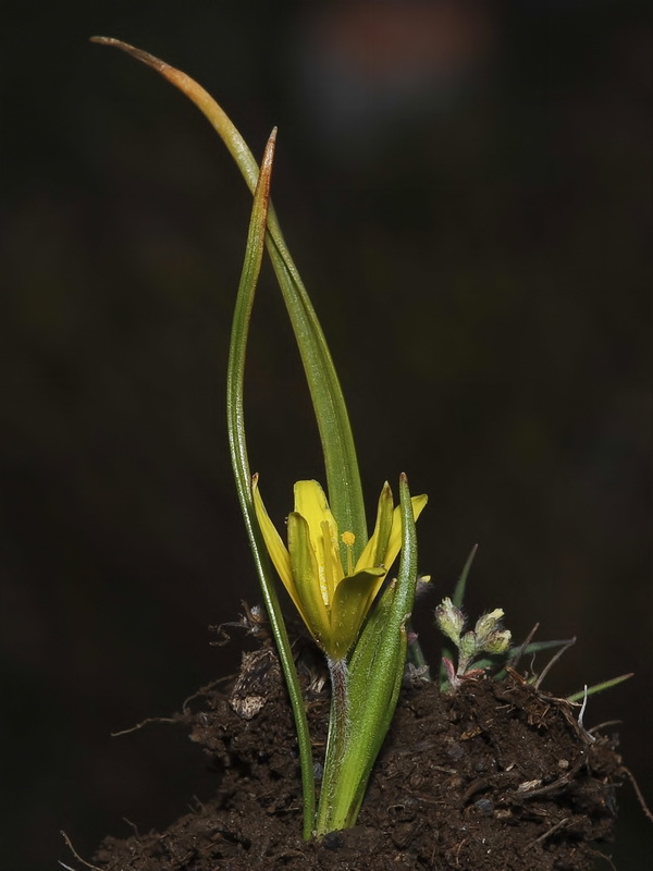 Gagea foliosa nevadensis.06