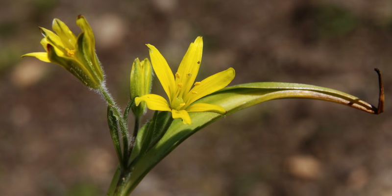 Gagea foliosa nevadensis.11