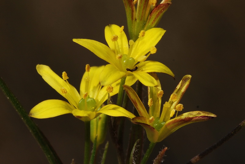 Gagea foliosa nevadensis.13