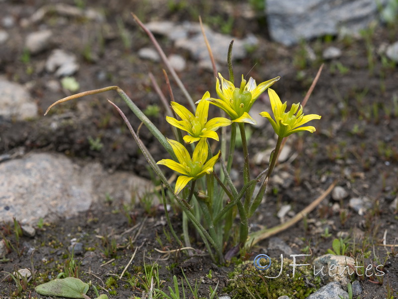 Gagea foliosa nevadensis.20