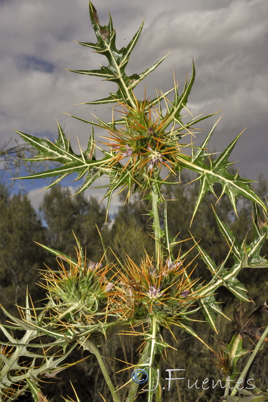Galactites duriaei.01
