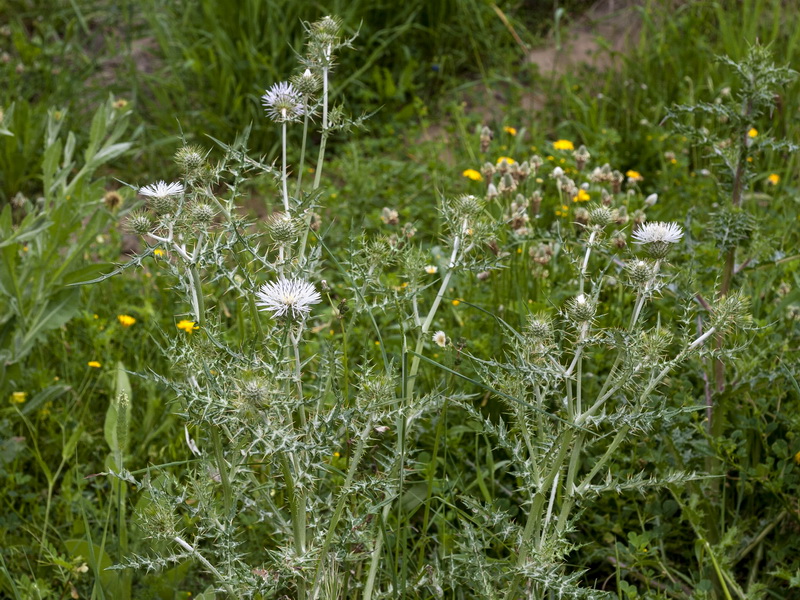 Galactites tomentosa.01