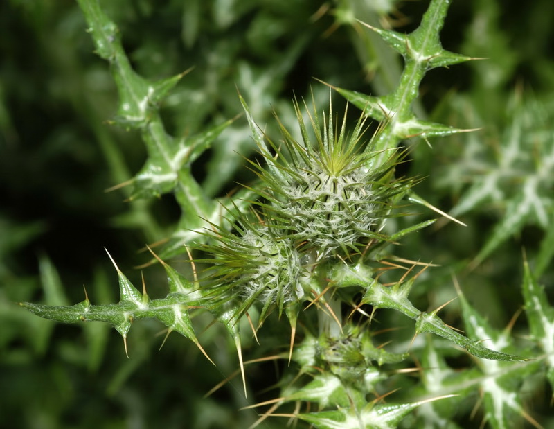 Galactites tomentosa.03