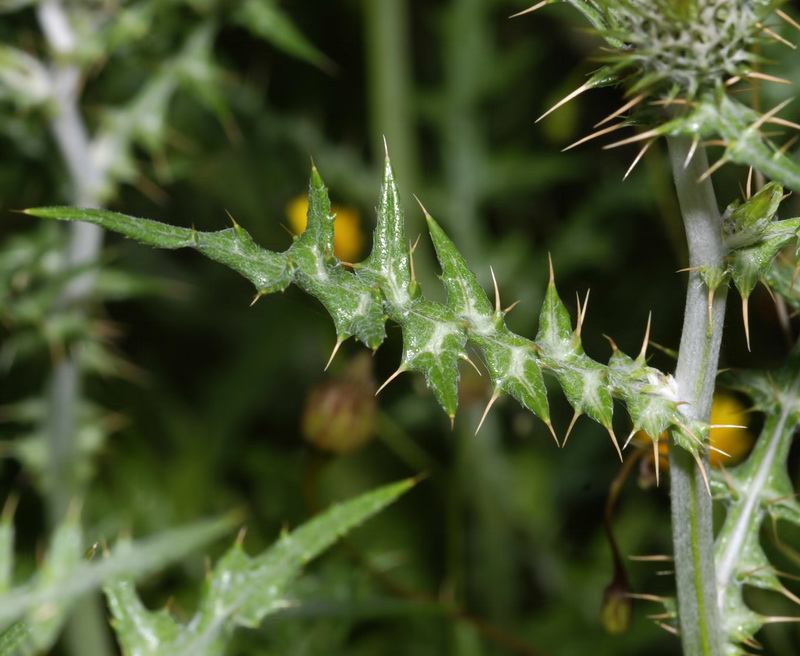 Galactites tomentosa.04
