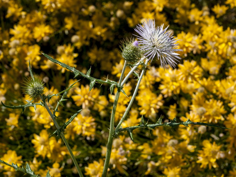 Galactites tomentosa.07