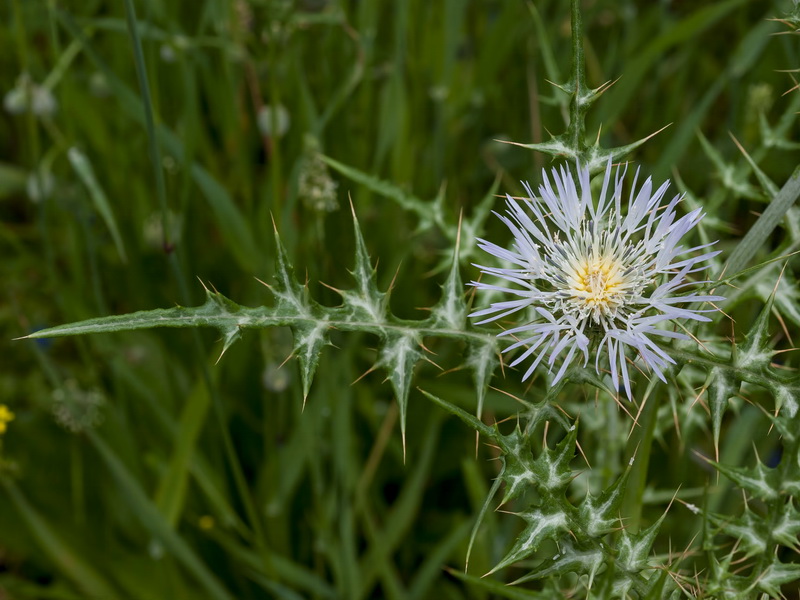 Galactites tomentosa.10