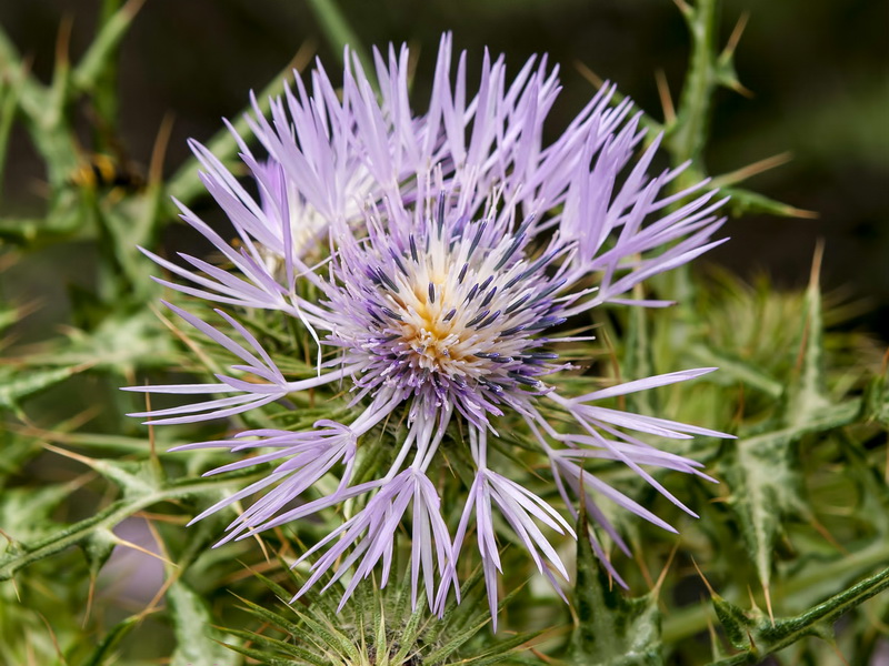Galactites tomentosa.14
