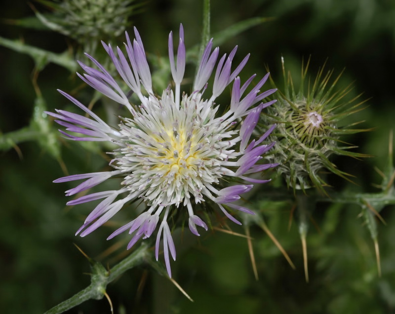 Galactites tomentosa.17