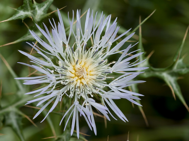 Galactites tomentosa.18