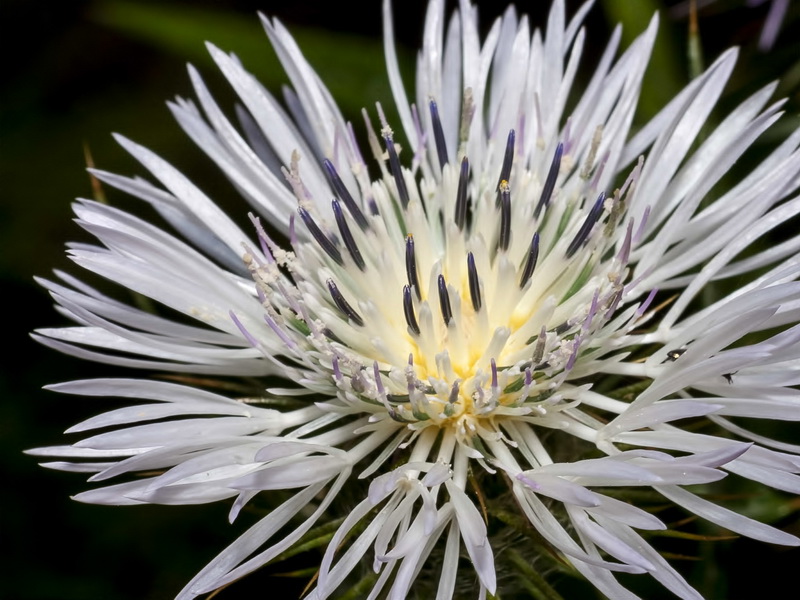 Galactites tomentosa.19