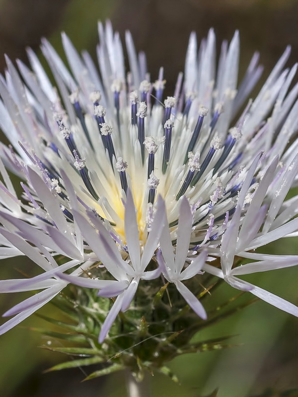 Galactites tomentosa.20