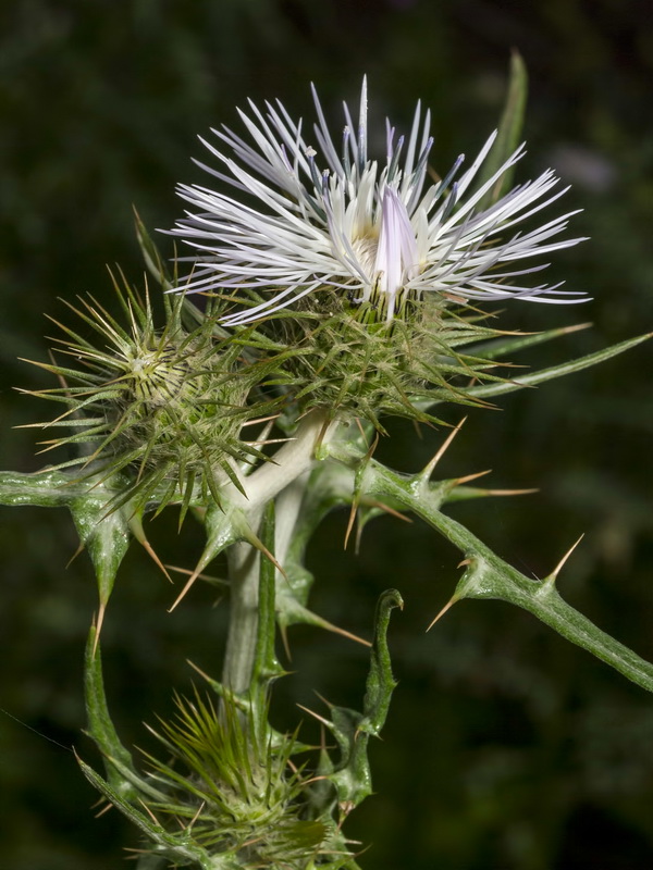 Galactites tomentosa.21