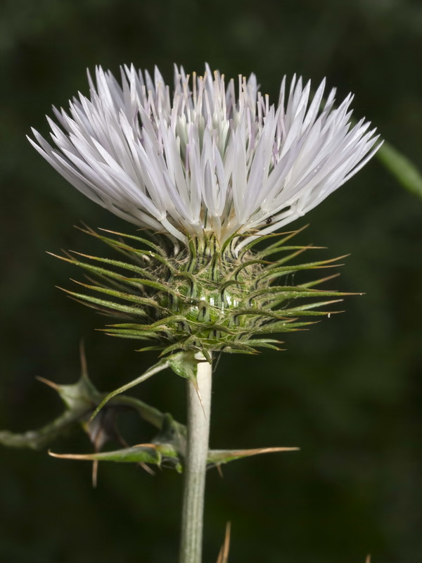 Galactites tomentosa.22