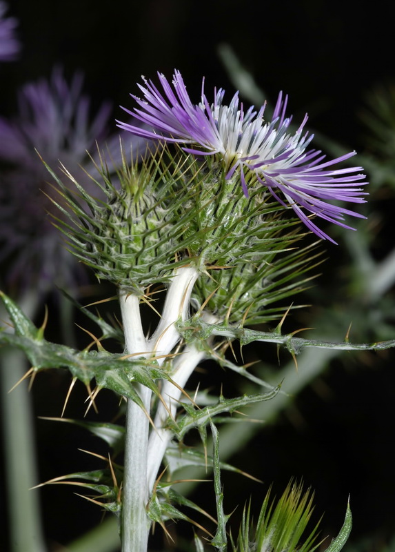 Galactites tomentosa.24