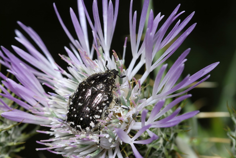 Galactites tomentosa.26