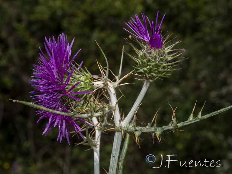 Galactites tomentosa.28