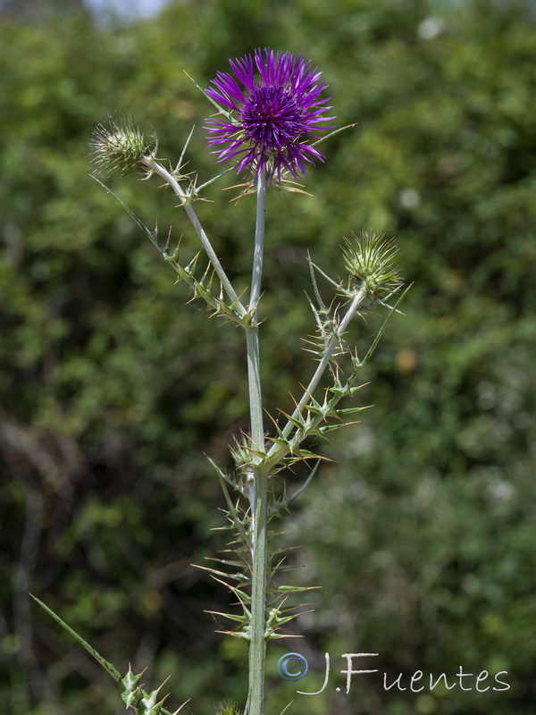 Galactites tomentosa.29