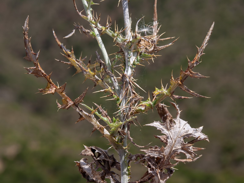 Galactites tomentosa.31