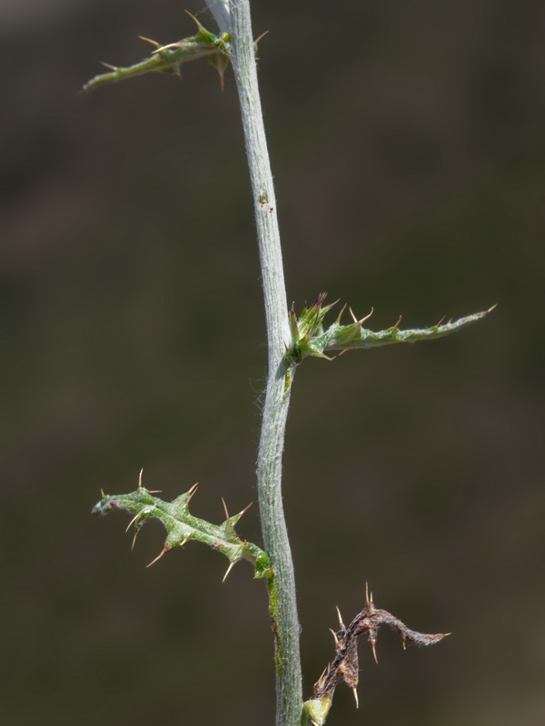 Galactites tomentosa.32