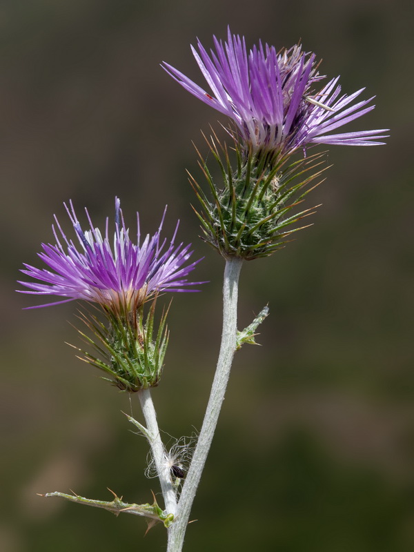 Galactites tomentosa.28