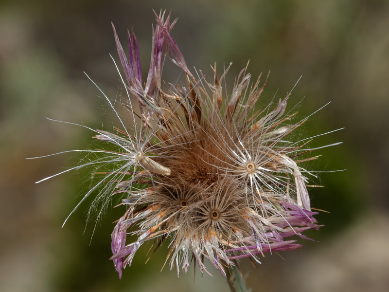 Galactites tomentosa.35