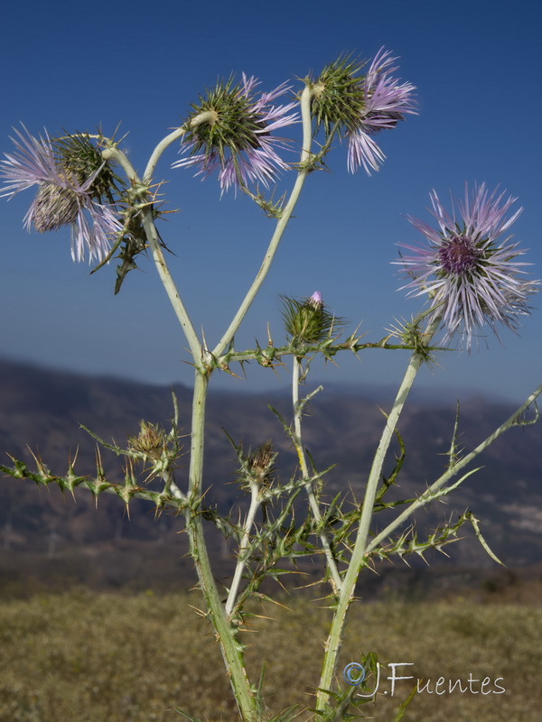 Galactites tomentosa.36
