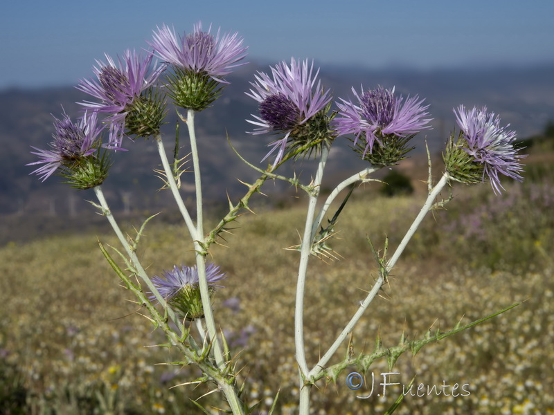 Galactites tomentosa.37