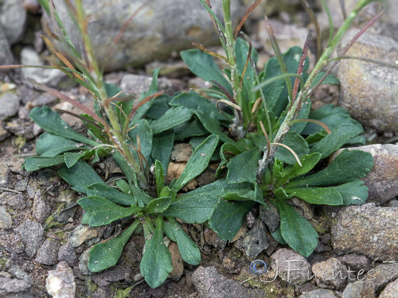 Galatella aragonensis.03