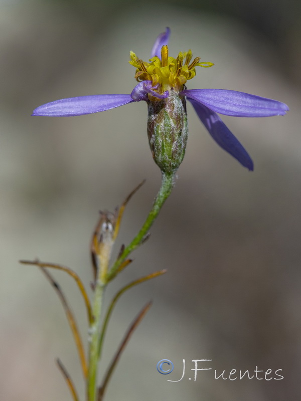 Galatella aragonensis.10