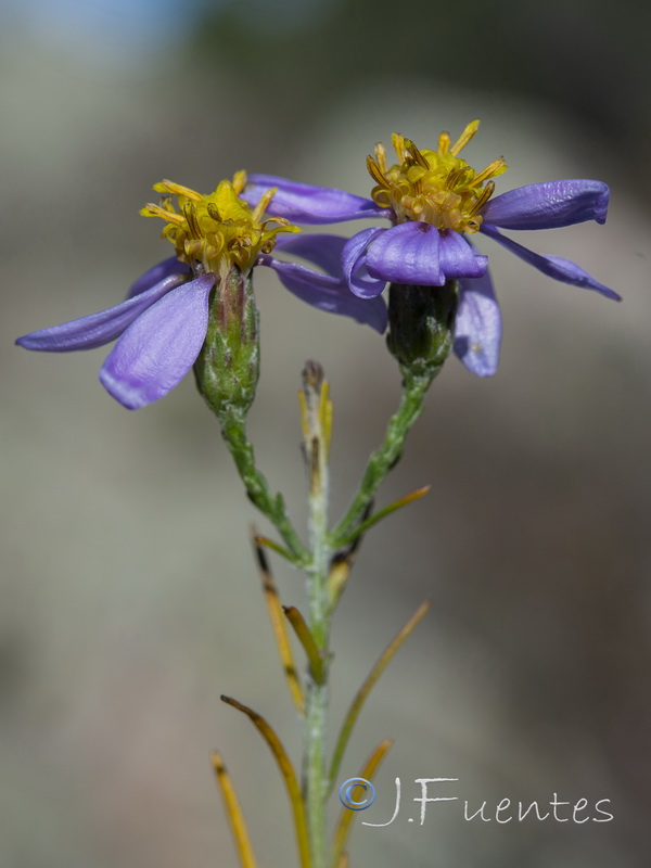 Galatella aragonensis.11