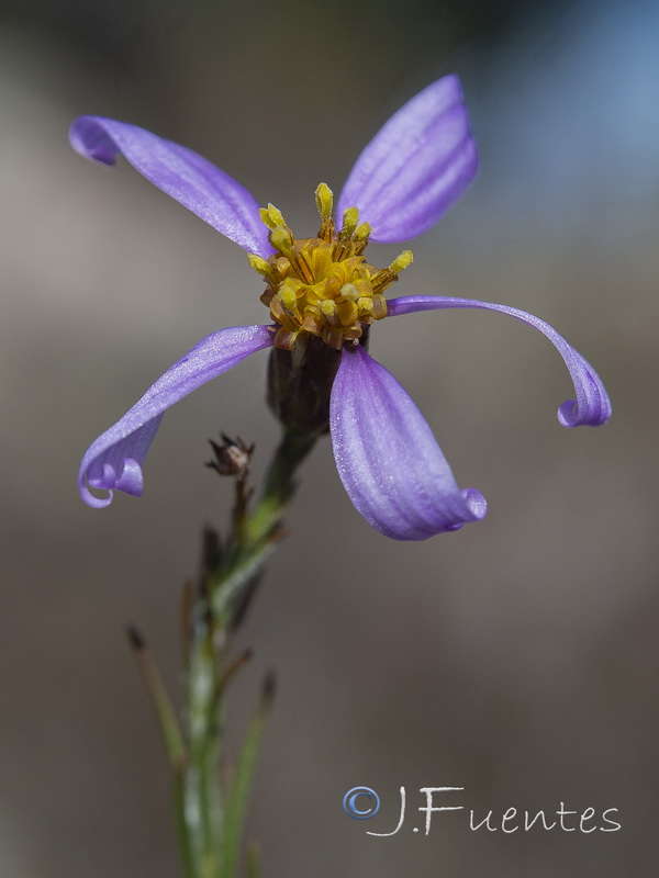 Galatella aragonensis.12