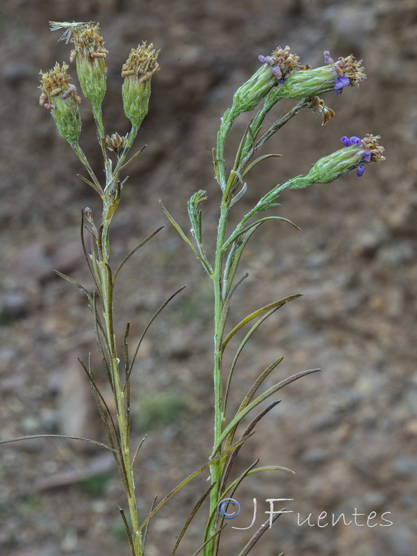 Galatella aragonensis.15