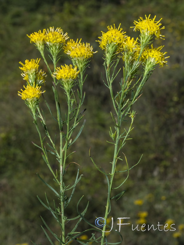 Galatella linosyris.02