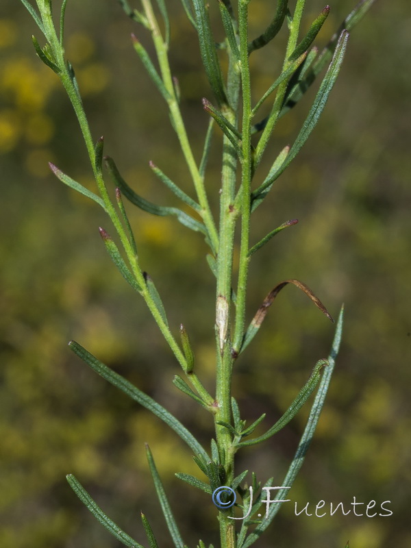 Galatella linosyris.03