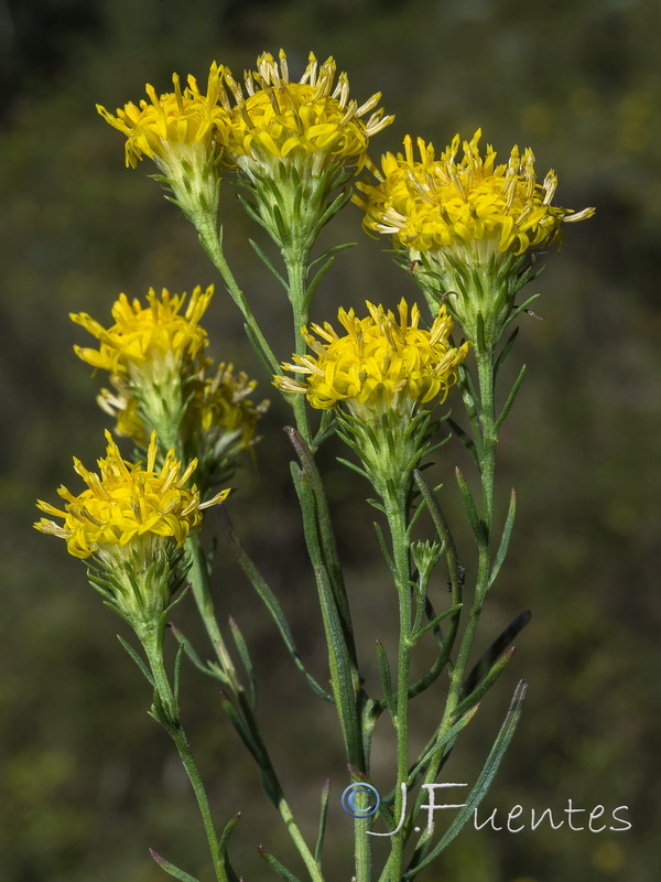 Galatella linosyris.04
