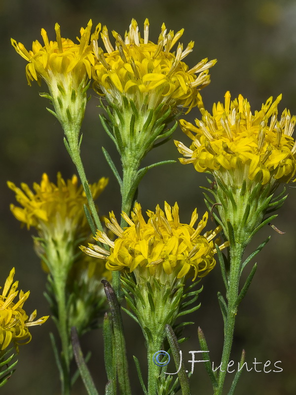Galatella linosyris.05