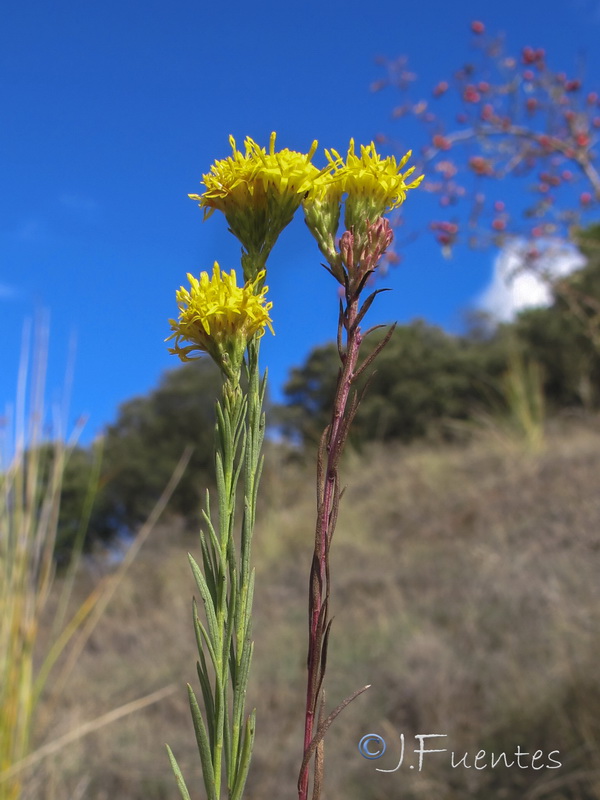 Galatella linosyris.06