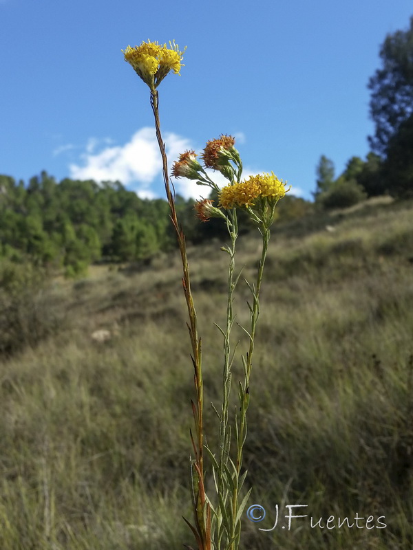 Galatella linosyris.07