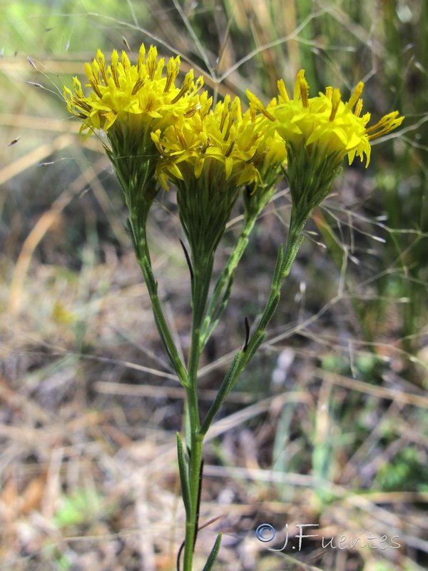 Galatella linosyris.09