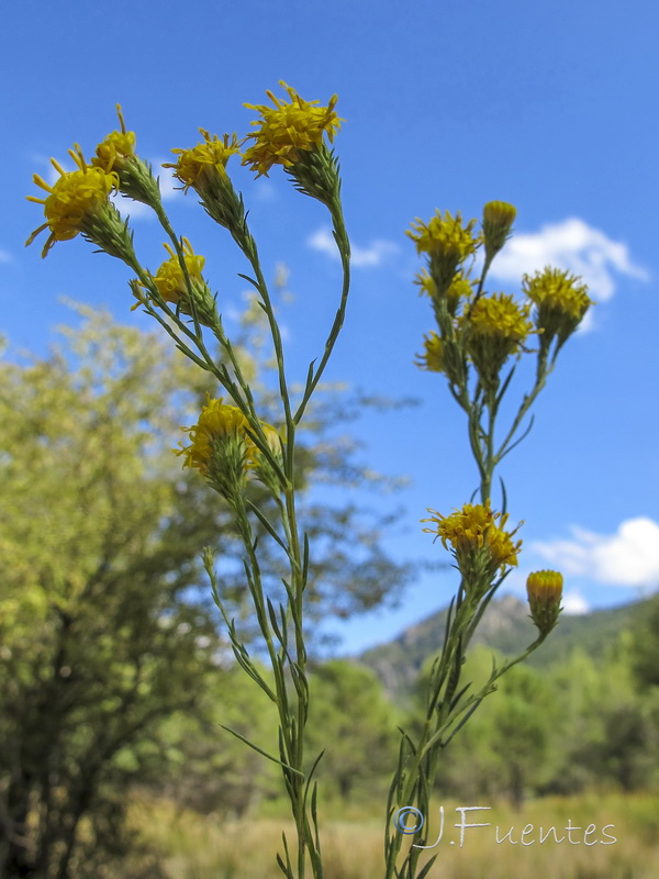 Galatella linosyris.10