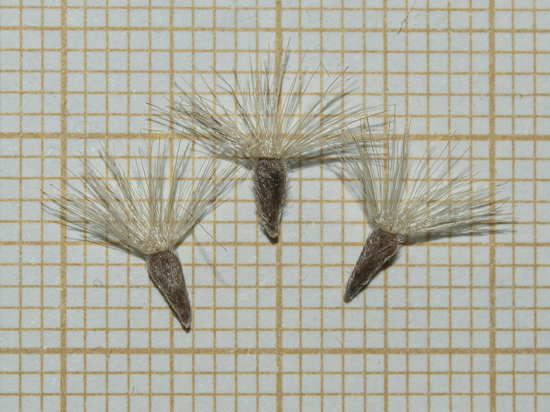 Galatella linosyris.14
