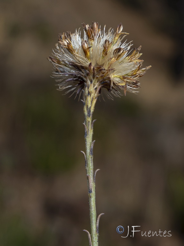 Galatella malacitana.45