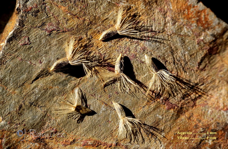 Galatella malacitana.50