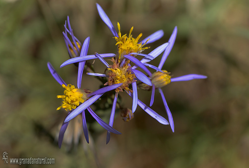 Galatella sedifolia