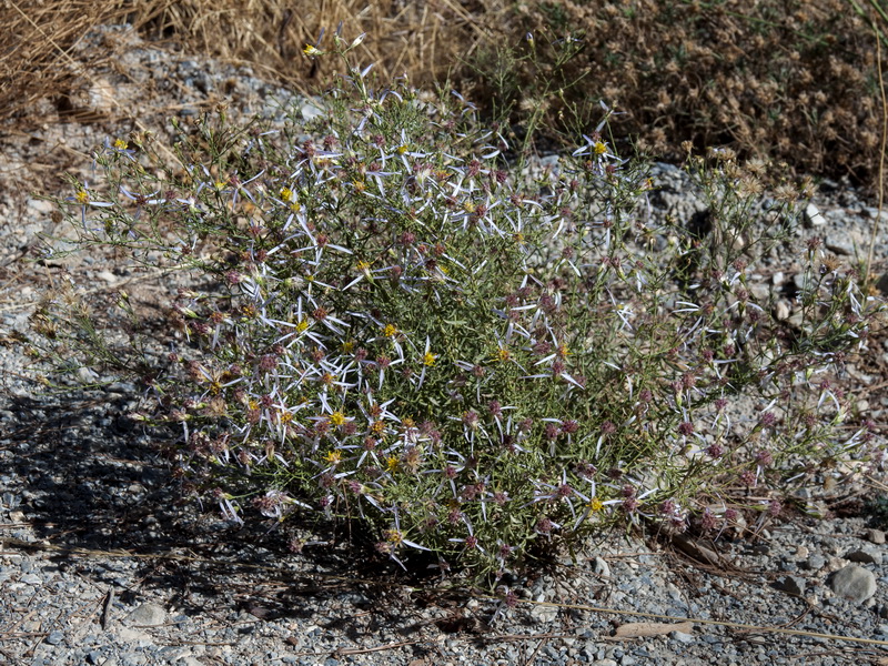 Galatella sedifolia sedifolia.01