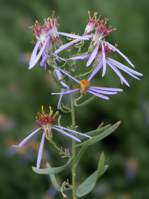 Galatella sedifolia sedifolia.27