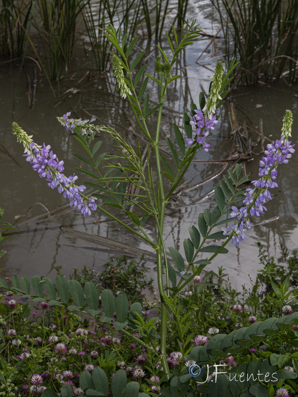 Galega africana.11