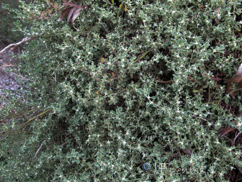 Galenia pubescens.01
