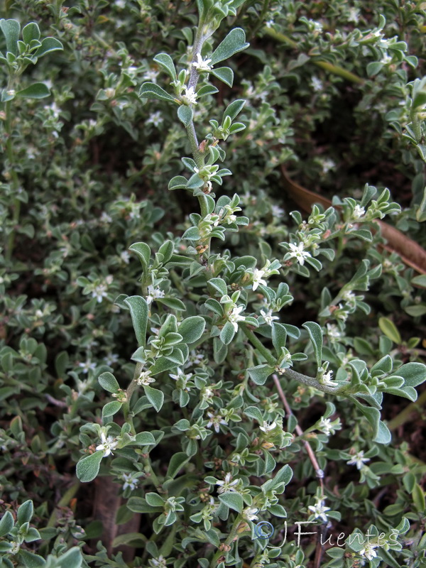 Galenia pubescens.02